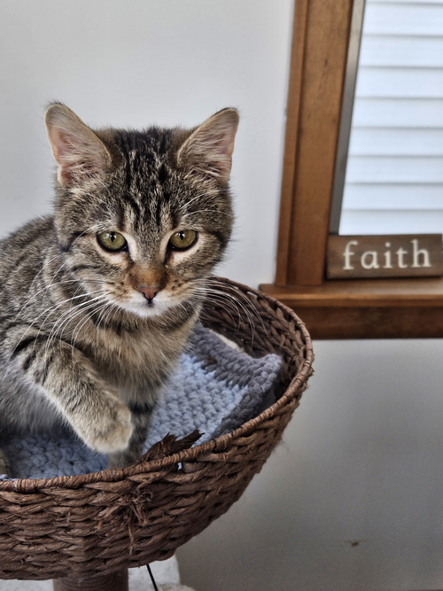 picture of the cat needing adoption
