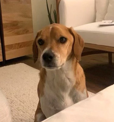 Winthrop Medium Pug / Beagle (short coat) Male