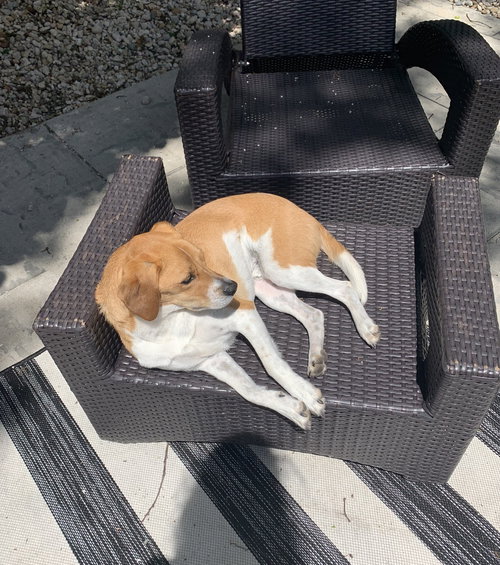 WINTHROP - Pug / Beagle available for adoption
