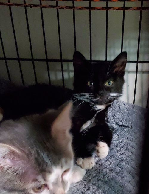 picture of the cat needing adoption
