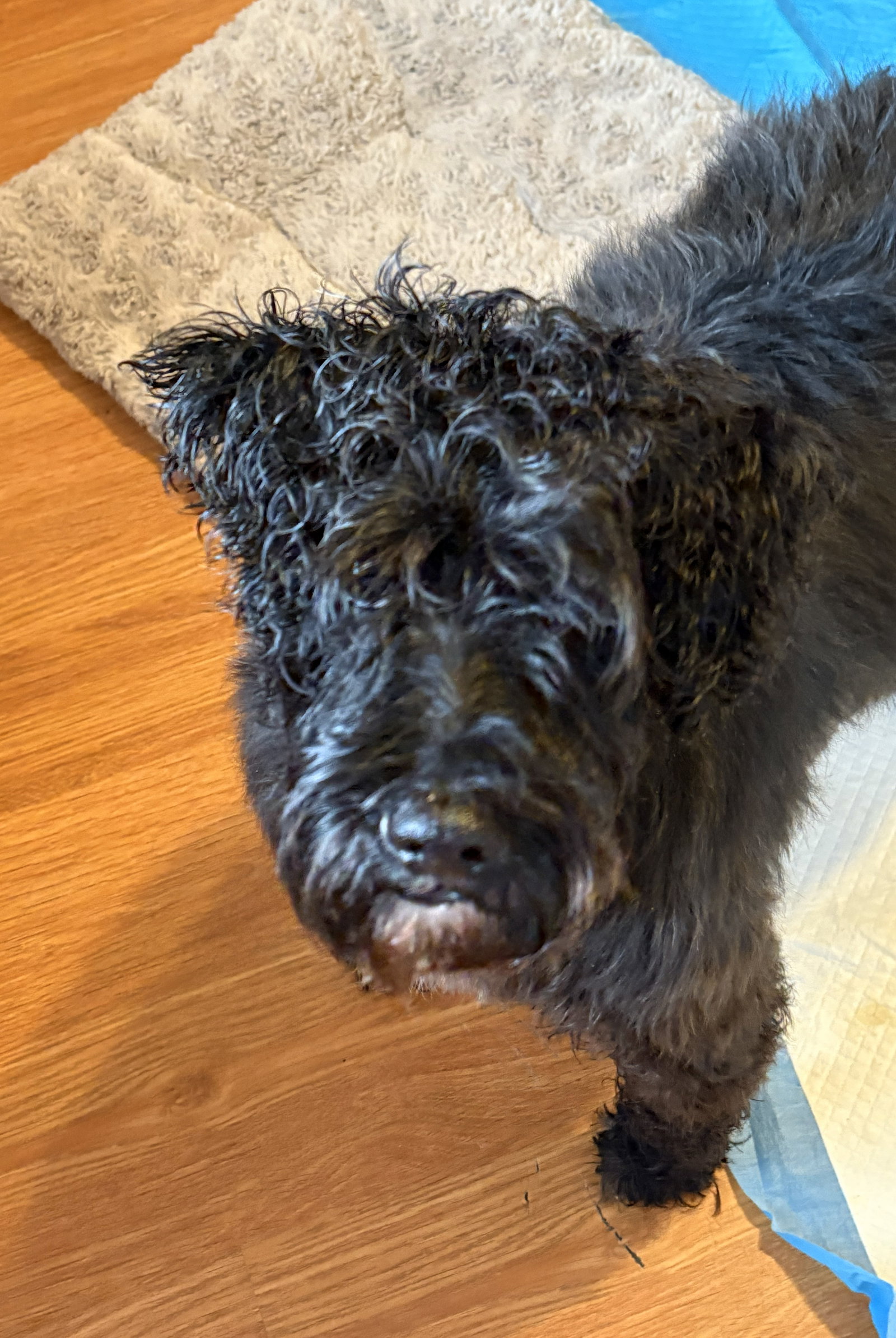 Chubby Medium Schnauzer / Poodle (Miniature) / Mixed (medium coat) Male