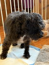 Chubb Chubb - Photo 6