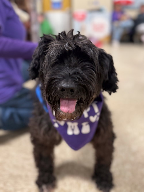 picture of the dog needing adoption