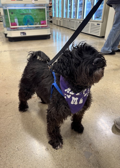 CHUBB CHUBB - Schnauzer / Poodle (Miniature) available for adoption