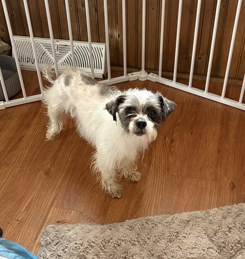 DUSTIN - Shih Tzu available for adoption