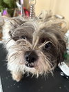 Dustin - Photo 4