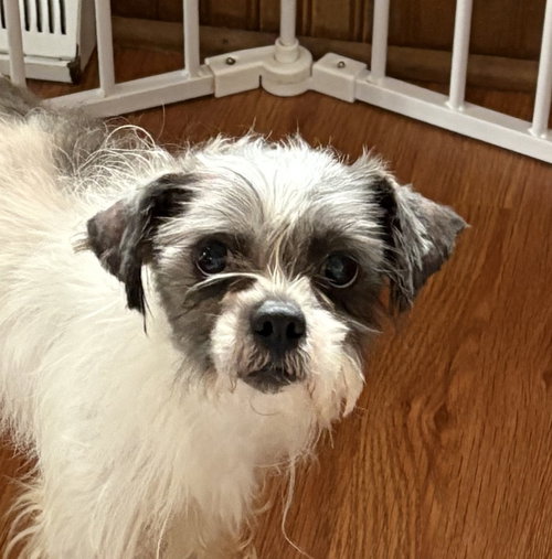 DUSTIN - Shih Tzu available for adoption