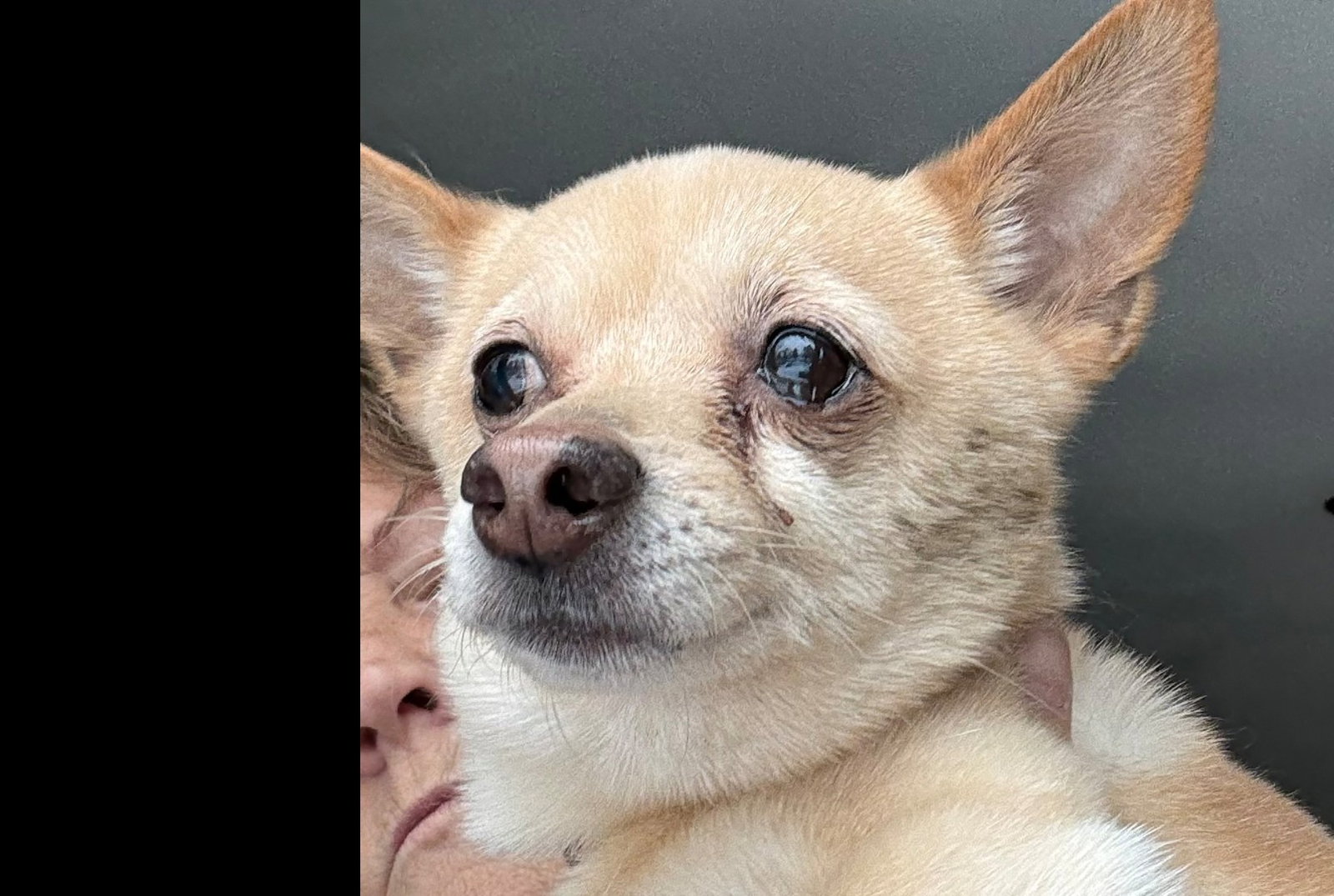 Toblerone Small Chihuahua (short coat) Male
