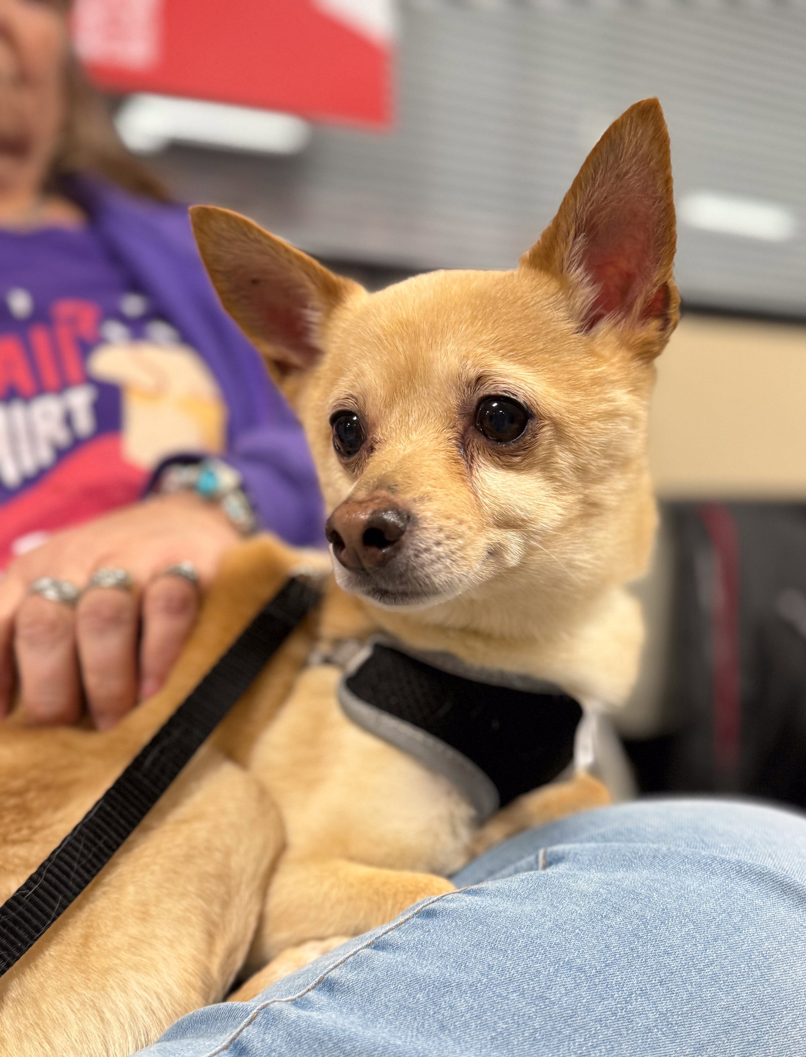 Toblerone Small Chihuahua (short coat) Male