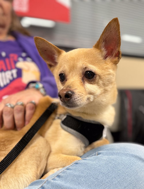 picture of the dog needing adoption