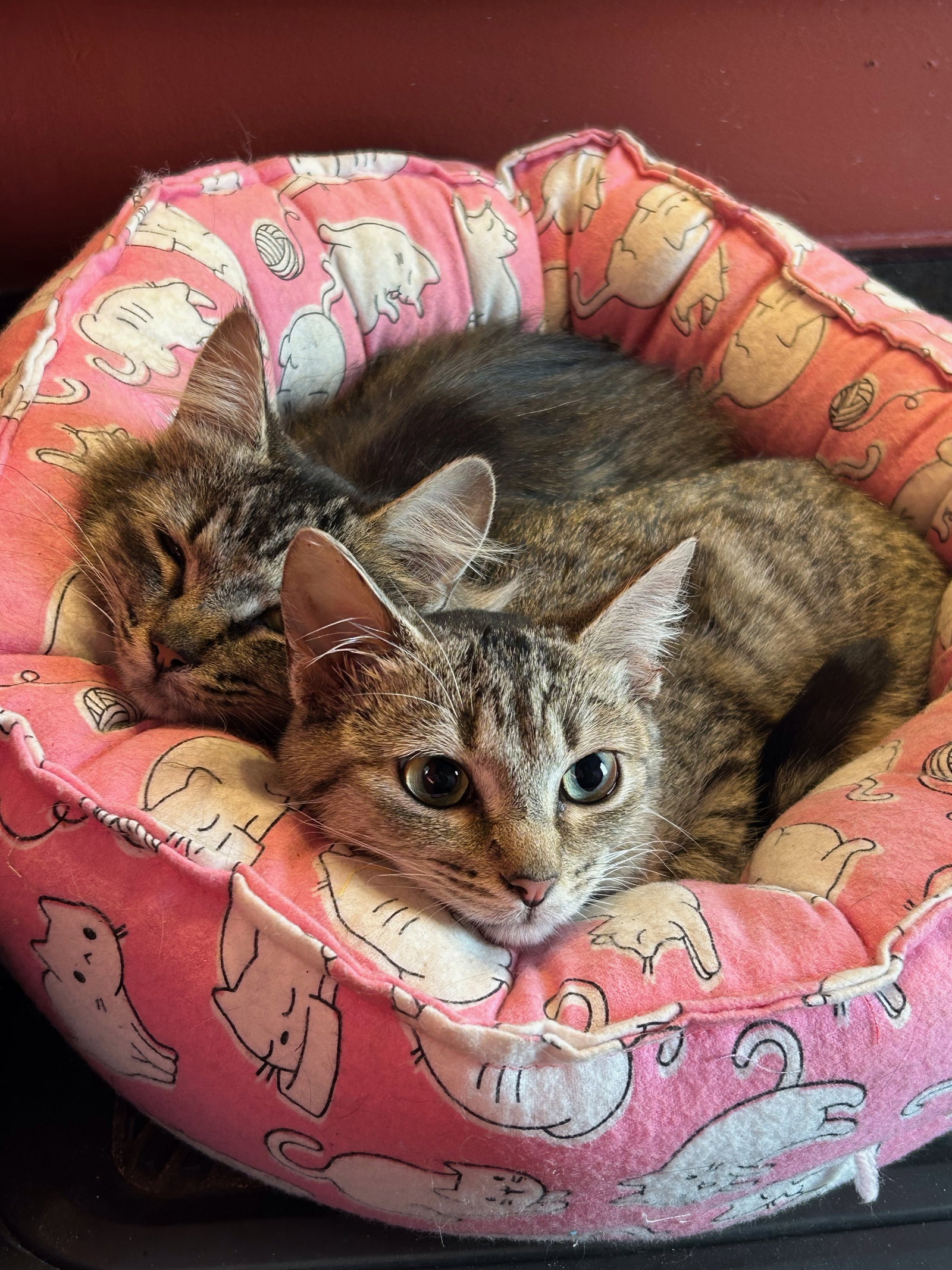 Lacey and Cagney (bonded pair)  Domestic Short Hair (short coat) Female