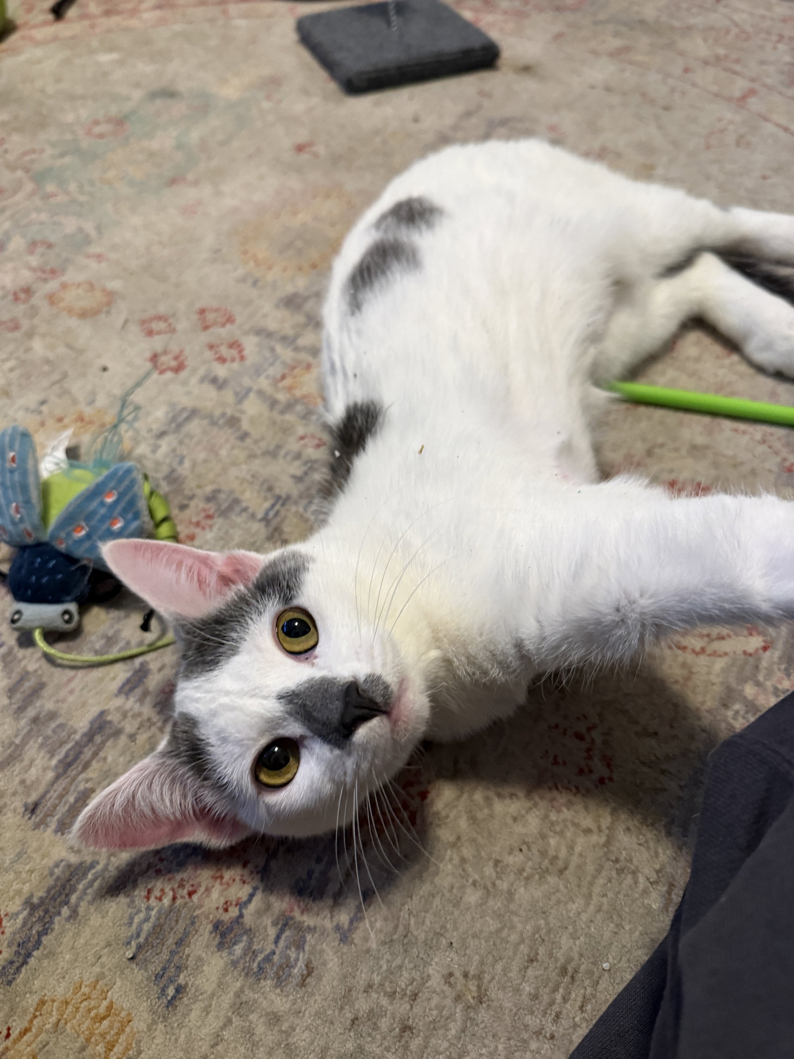 Chamomile - 3 legged  Domestic Short Hair (short coat) Female