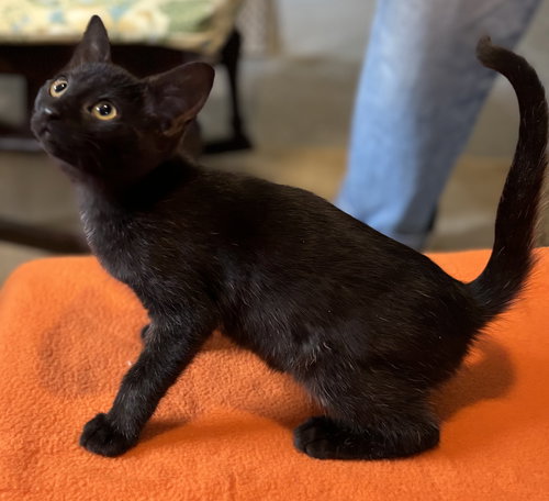 TRAFFIC JAM - Domestic Short Hair available for adoption
