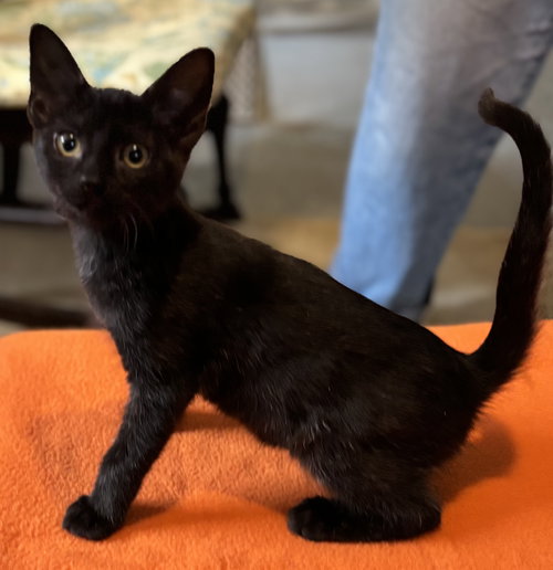 TRAFFIC JAM - Domestic Short Hair available for adoption