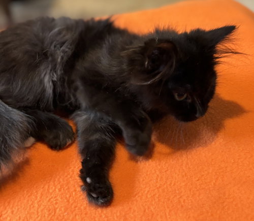 PIT STOP - Domestic Long Hair available for adoption