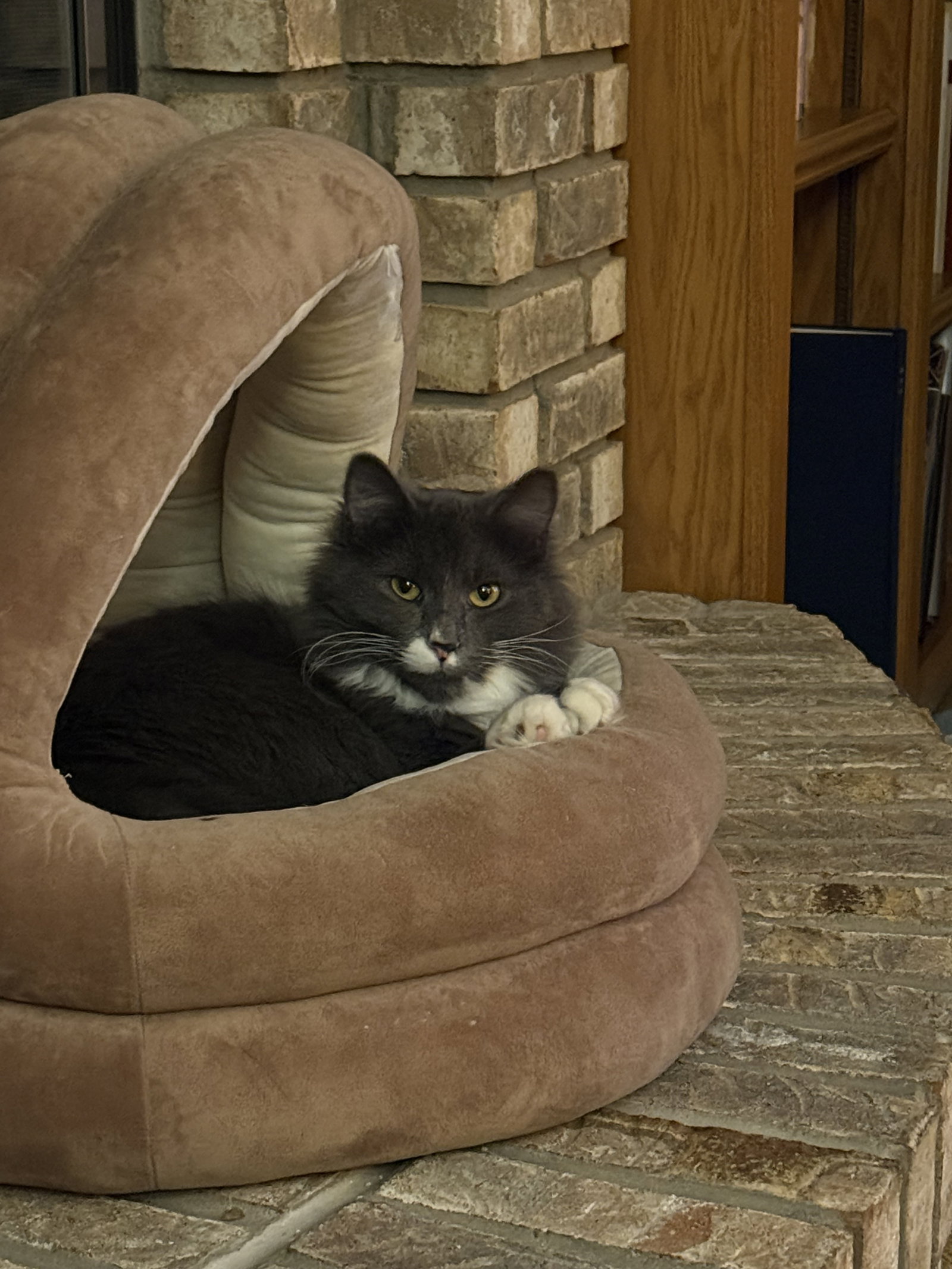 Sampson  Domestic Long Hair (long coat) Male