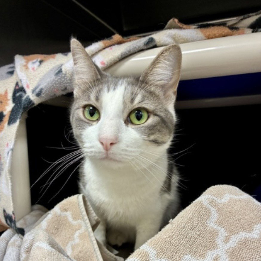 Kot  Domestic Short Hair (short coat) Male