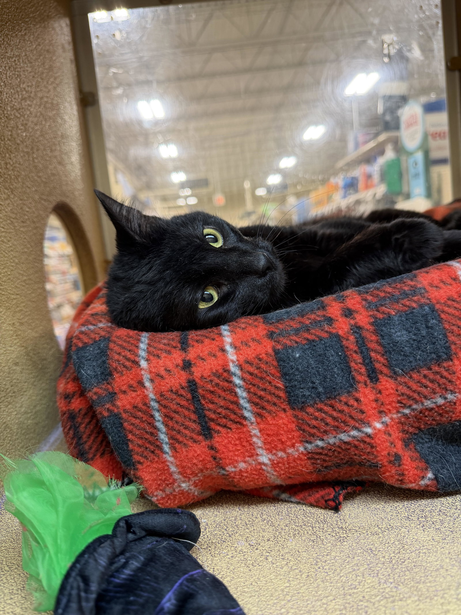 Santana  Domestic Short Hair (short coat) Female