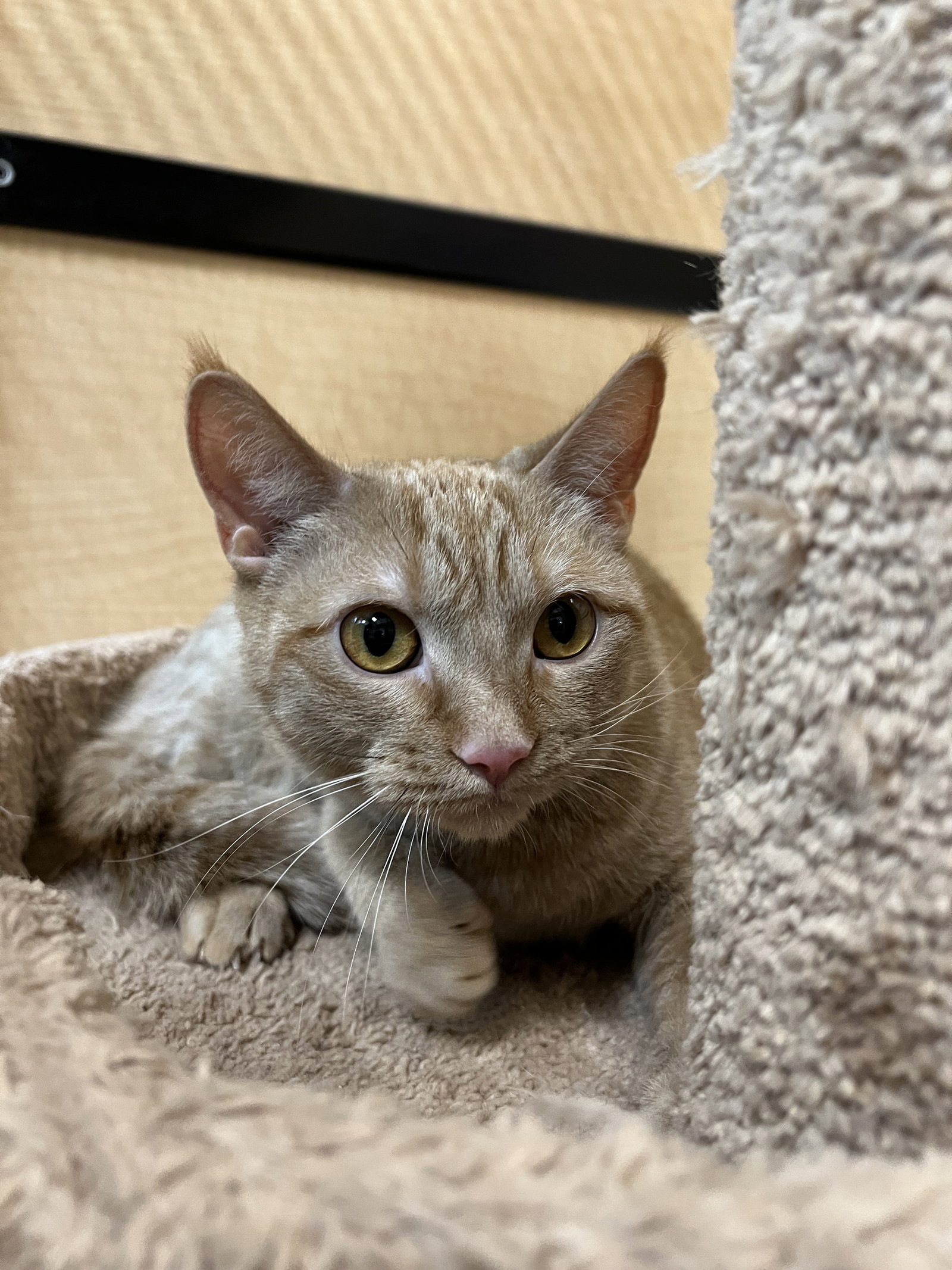 Ember  Domestic Short Hair (short coat) Female