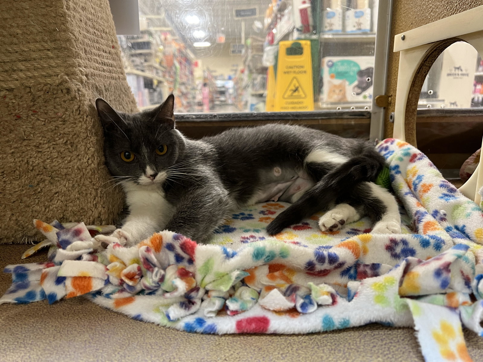 Princess  Domestic Short Hair (short coat) Female