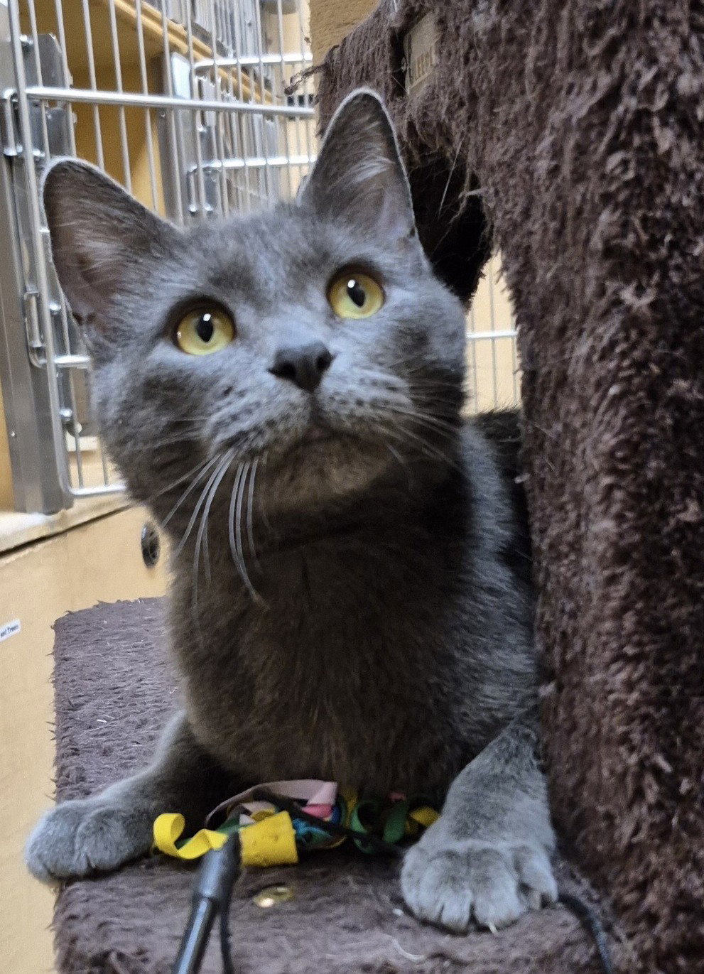 Quinn  Domestic Short Hair (short coat) Female