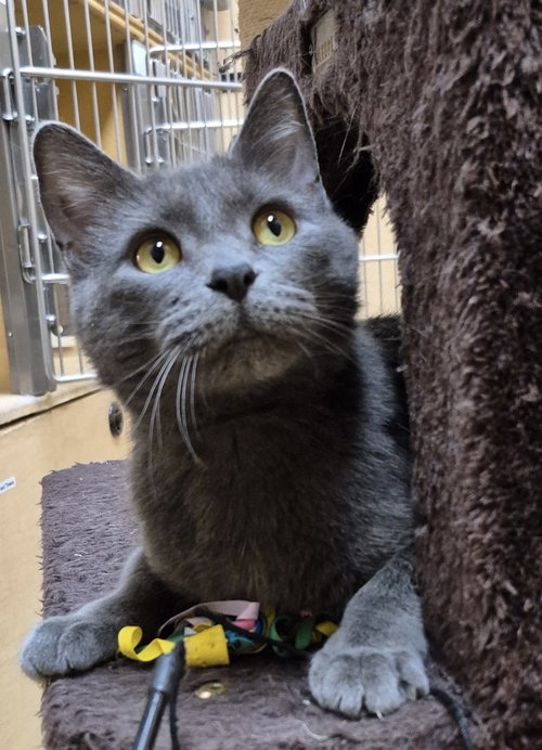 picture of the cat needing adoption
