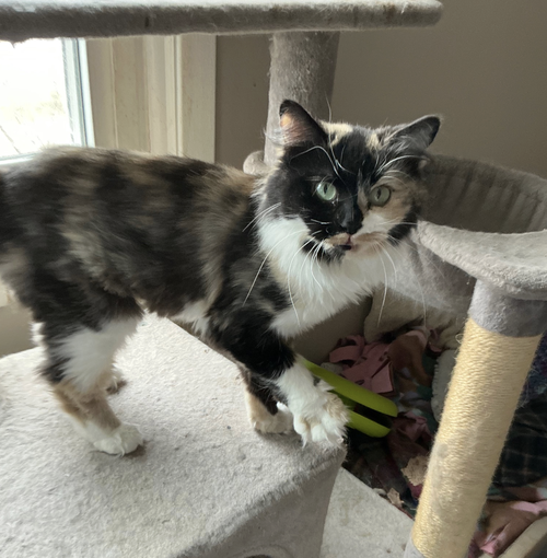 Callie, Adult Domestic Long Hair (long coat), cat for adoption in Orland Park, Illinois
