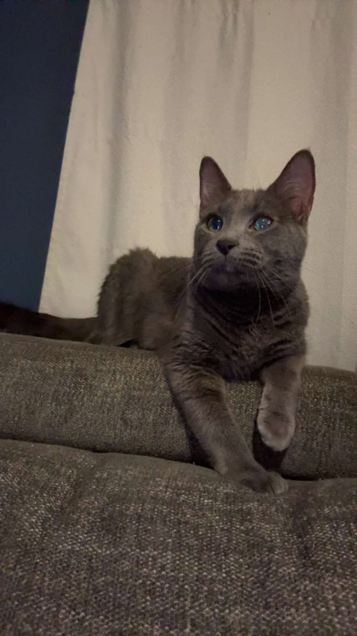 Meeko  Domestic Short Hair (short coat) Male