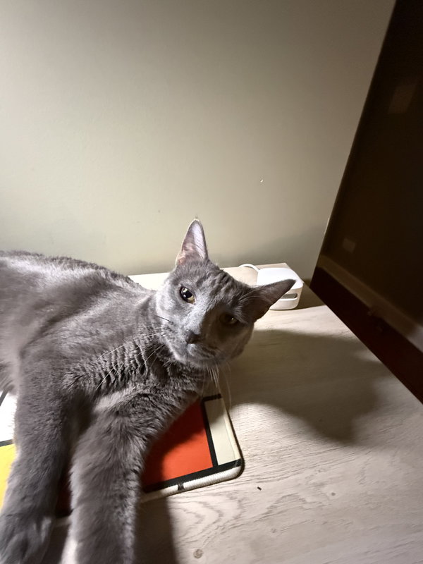 Meeko