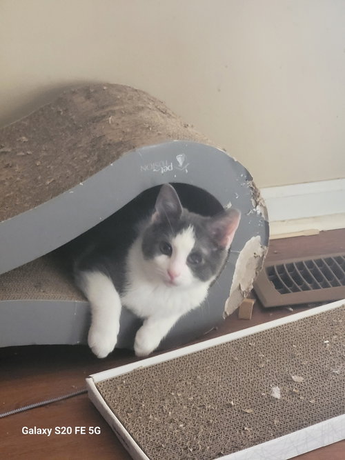 picture of the cat needing adoption