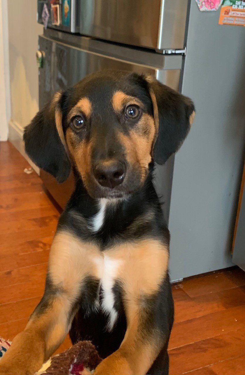 Richard Gilmore Large Labrador Retriever / Australian Shepherd / Mixed (short coat) Male