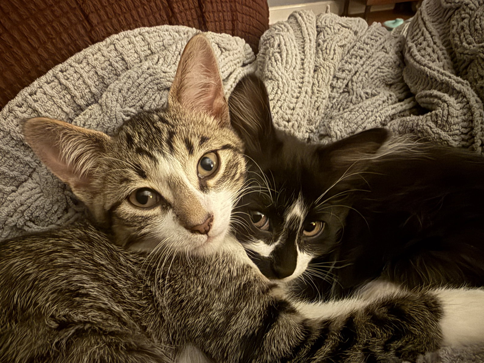 Aristotle & Schrodinger (bonded pair)  Domestic Short Hair (short coat) Male