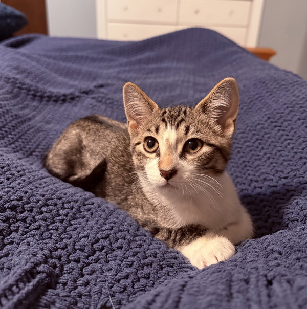Aristotle & Schrodinger (bonded pair)