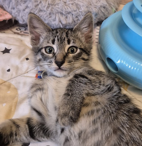 picture of the cat needing adoption