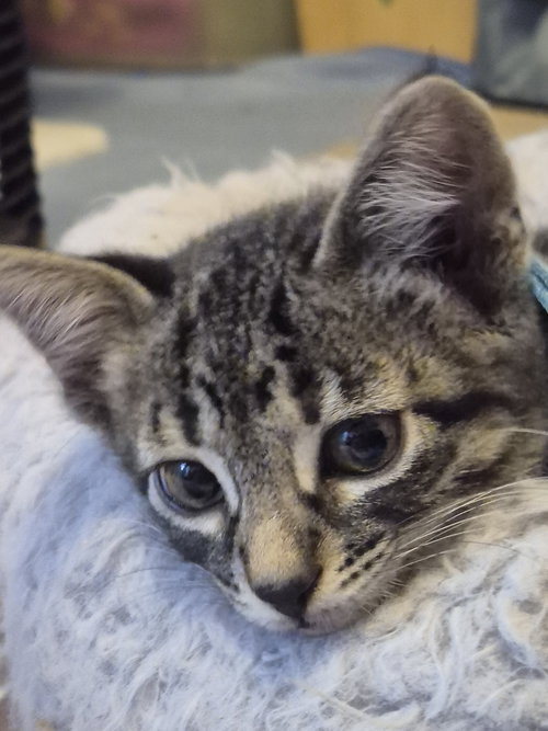 picture of the cat needing adoption