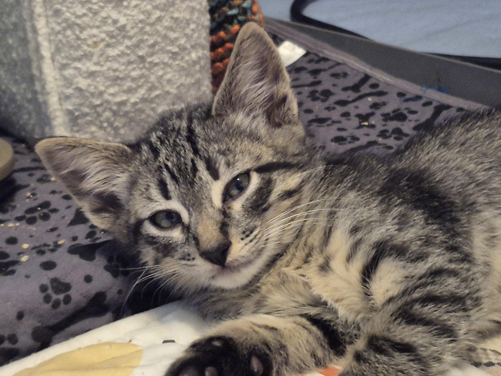 Babe Ruth  Domestic Short Hair (short coat) Male