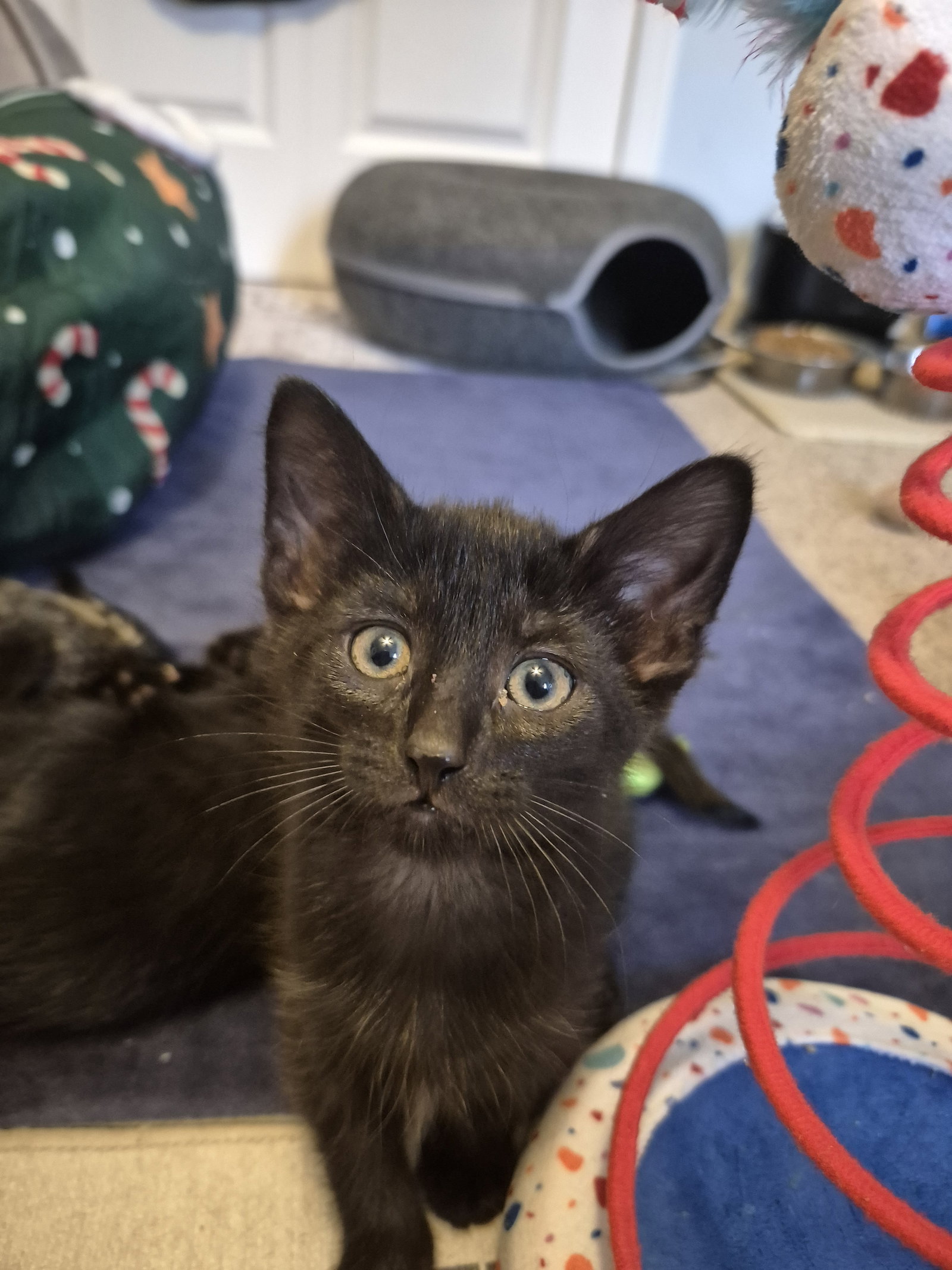 Michael Jordan  Domestic Short Hair (short coat) Male