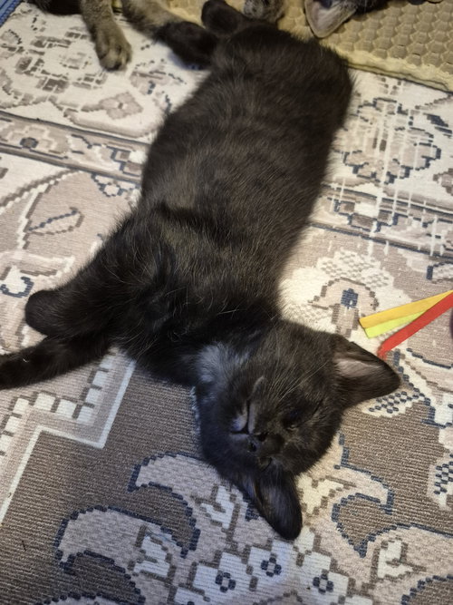 picture of the cat needing adoption