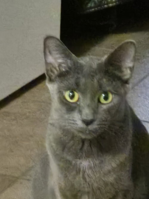 picture of the cat needing adoption