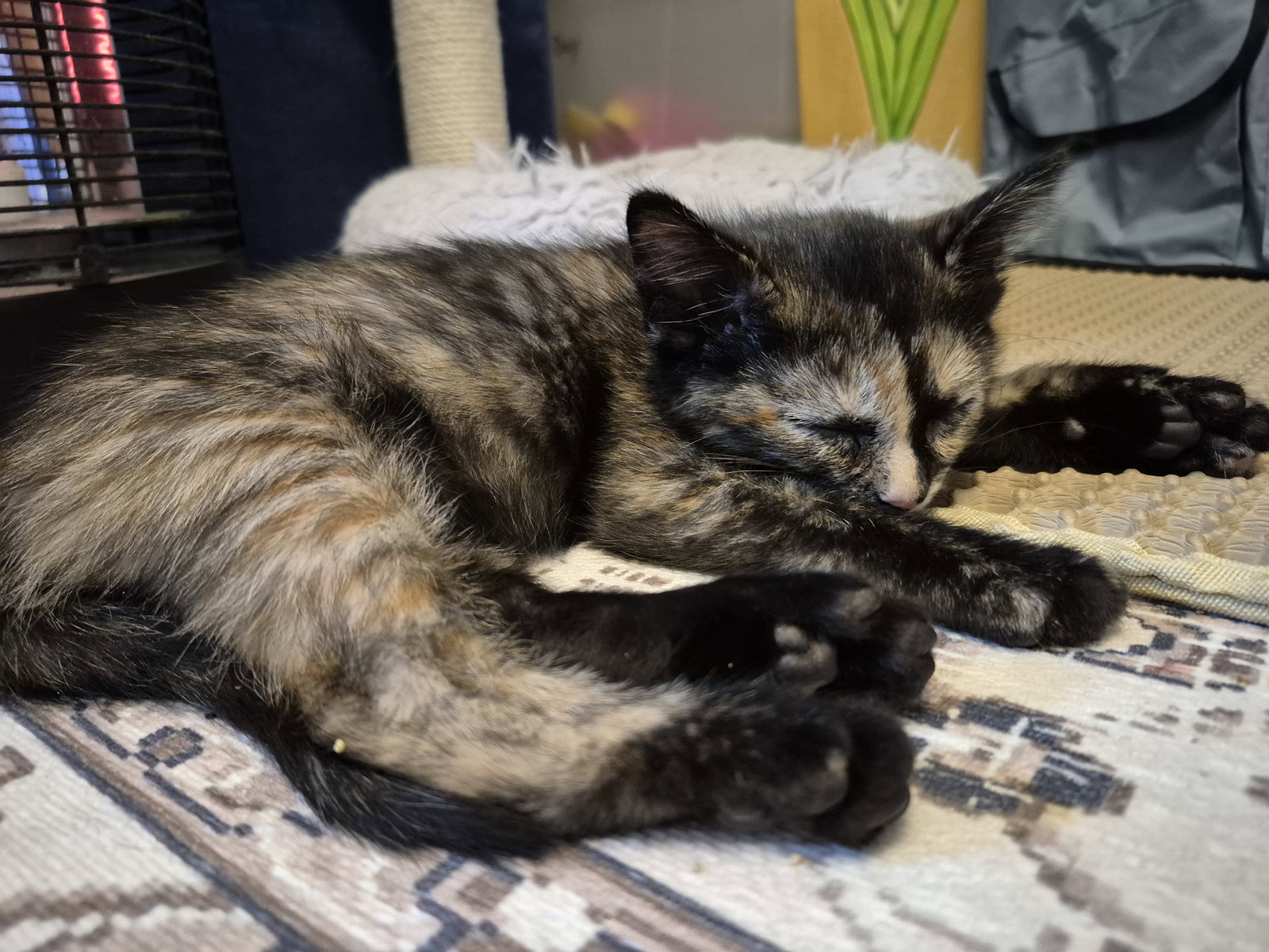 Lindsey Vonn  Domestic Short Hair (short coat) Female
