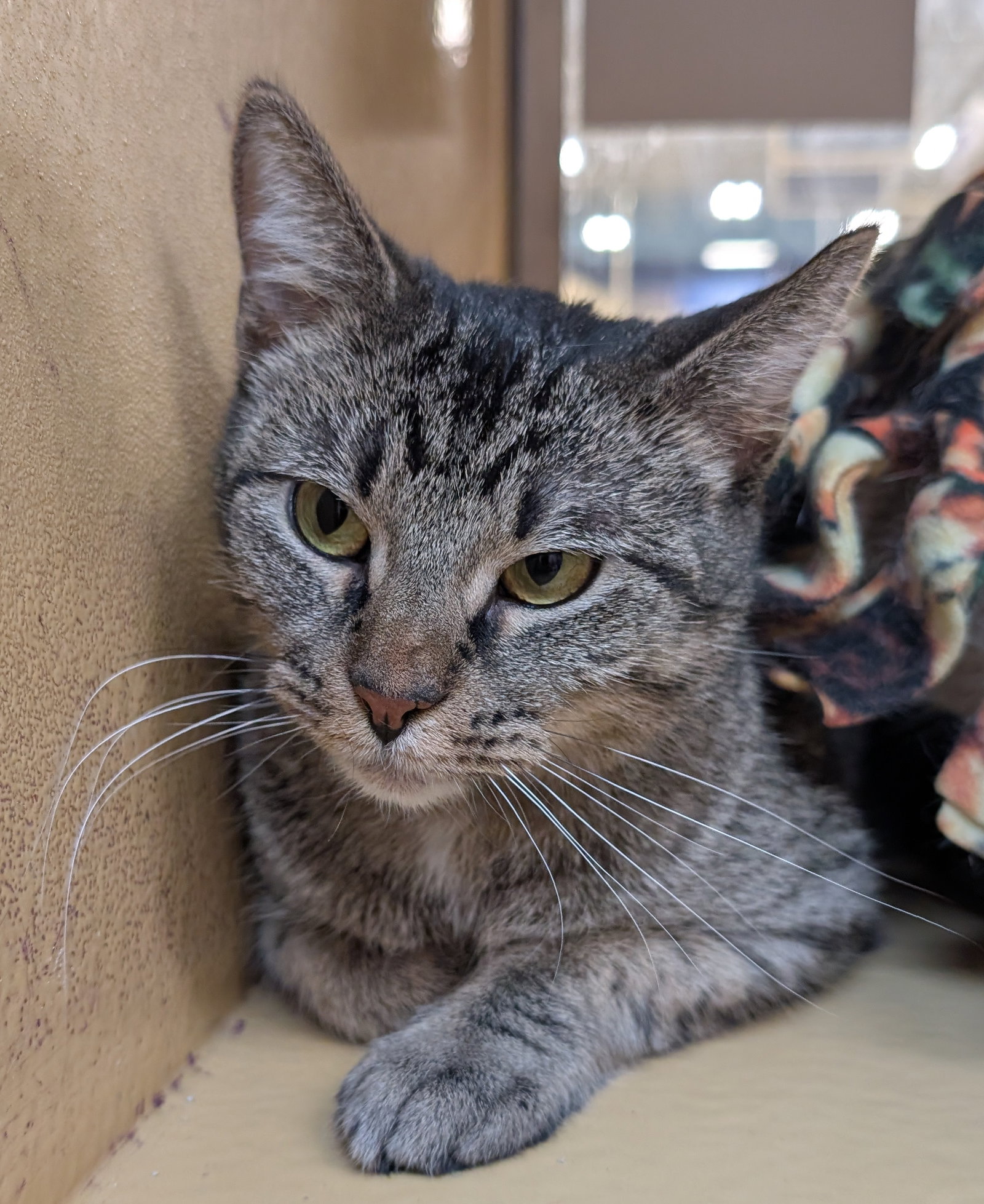 Willow  Domestic Short Hair (short coat) Female