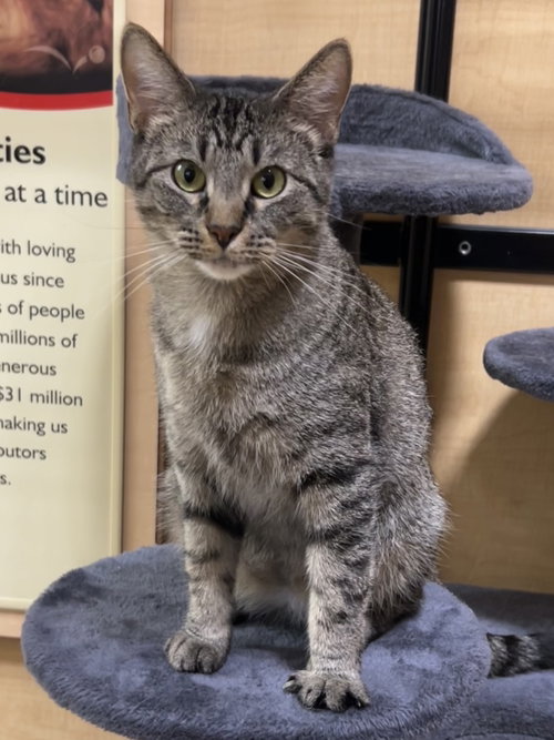 Willow, an adoptable Domestic Short Hair in Wheaton, IL
