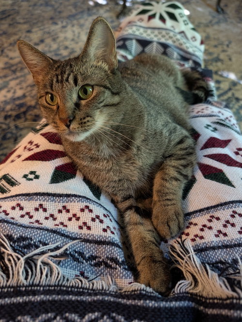 picture of the cat needing adoption