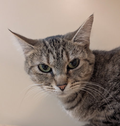 picture of the cat needing adoption