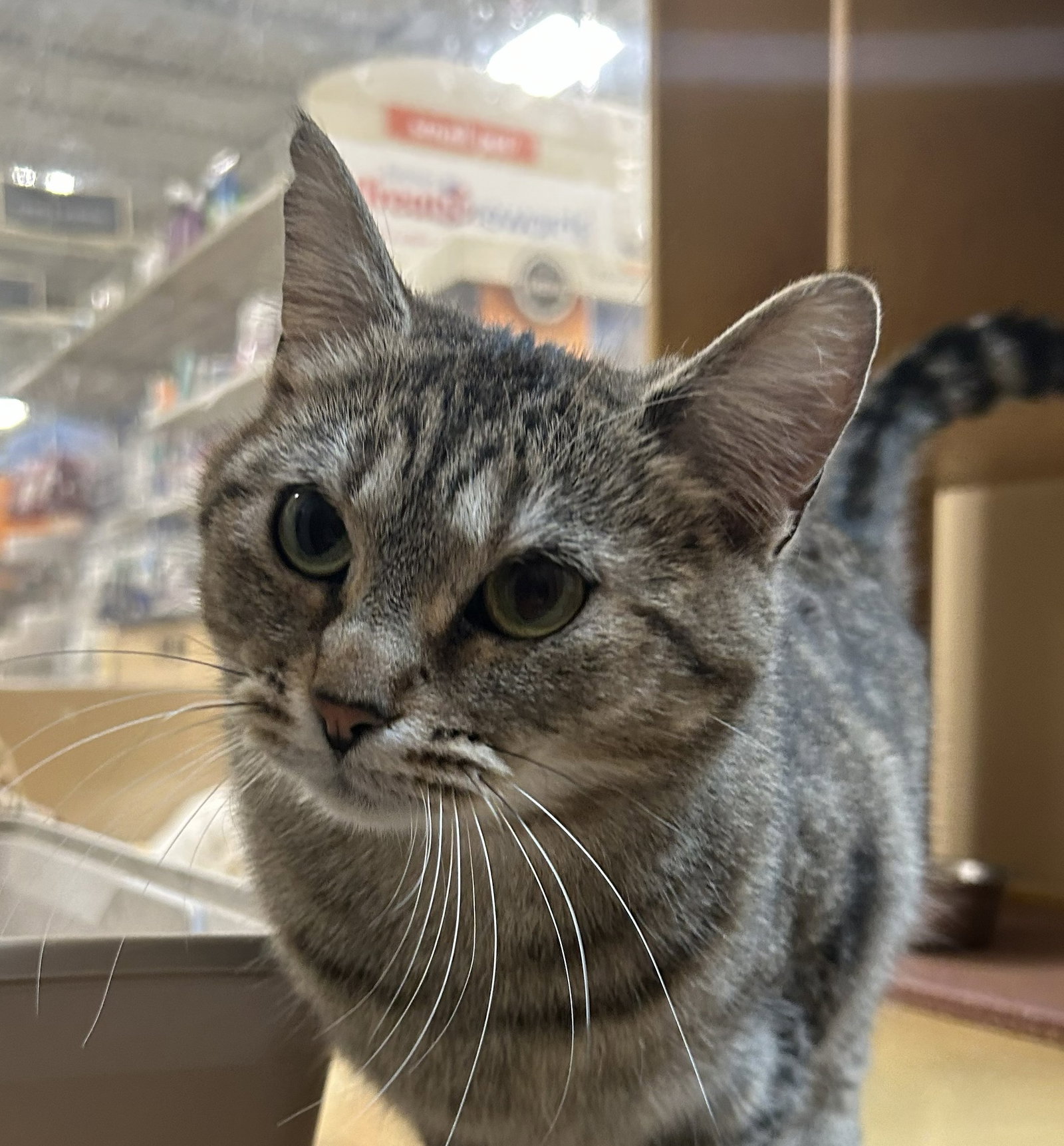 Blondie  Domestic Short Hair (short coat) Female