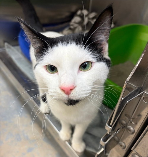picture of the cat needing adoption