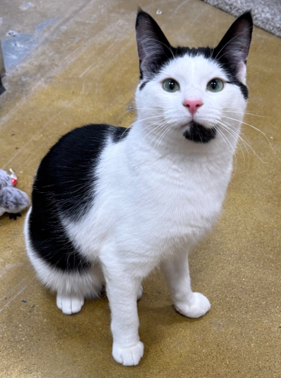 Elaino  Domestic Short Hair (short coat) Male