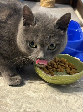 Starla  Domestic Short Hair (short coat) Female