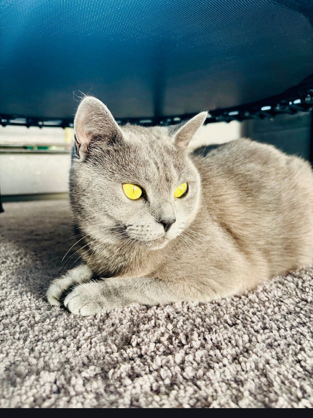 Starla  Domestic Short Hair (short coat) Female