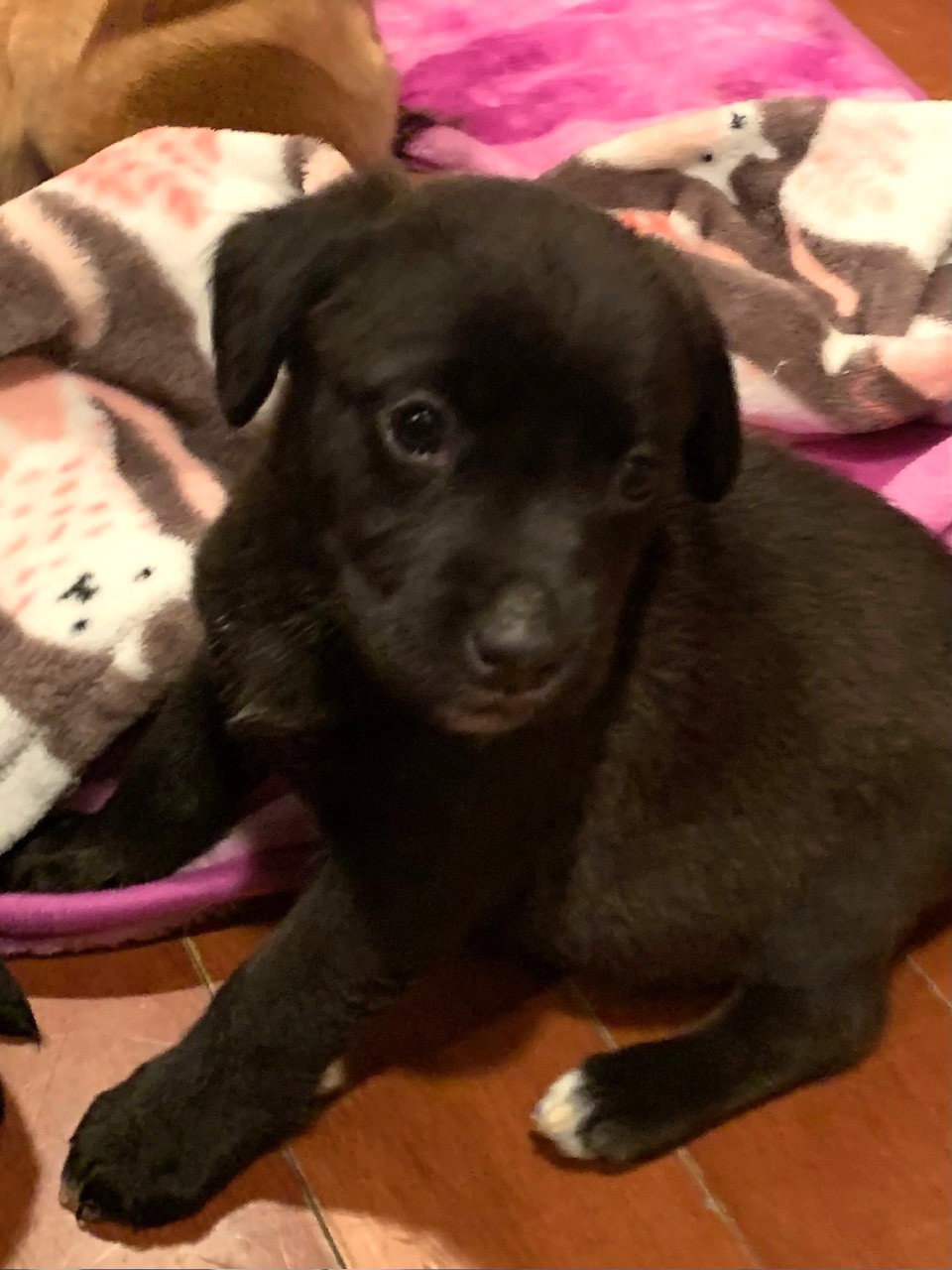 Roz Medium Beagle / Labrador Retriever / Mixed (short coat) Female